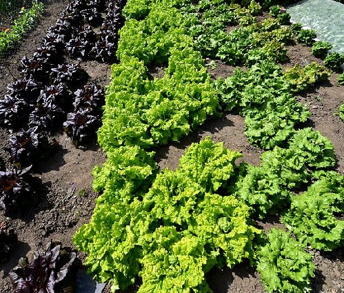 Different Cultivated Loose Lettuces
